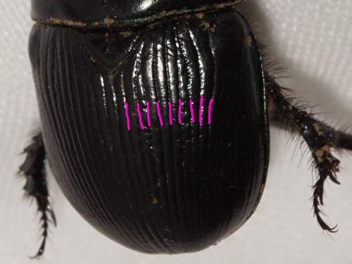 Geotrupes mutator